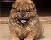 maximize chow-chow puppy