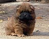 maximize chow-chow puppy