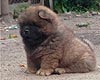 maximize chow-chow puppy