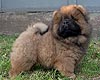 maximize chow-chow puppy