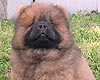 maximize chow-chow puppy