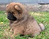 maximize chow-chow puppy