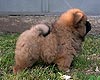 maximize chow-chow puppy