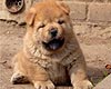 maximize chow-chow puppy