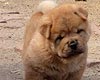 maximize chow-chow puppy