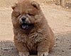 maximize chow-chow puppy