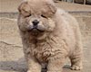 maximize chow-chow puppy