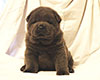 chow chow puppy