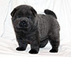 chow chow puppy