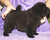 chow chow puppy