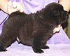 chow chow puppy