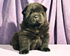 chow chow puppy