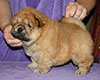 chow chow puppy