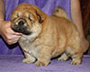 chow chow puppy