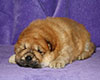 chow chow puppy