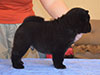 Chow-chow puppy black smooth boy