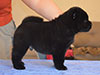 Chow-chow puppy black smooth boy