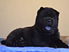 Chow-chow puppy black smooth boy