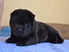 Chow-chow puppy black smooth boy