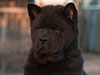 Chow-chow puppy black smooth boy