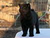 Chow-chow puppy black smooth boy