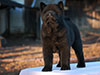 Chow-chow puppy black smooth boy