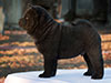 Chow-chow puppy black smooth boy