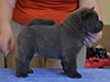 Chow-chow puppy blue smooth boy