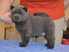 Chow-chow puppy blue smooth boy