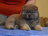 Chow-chow puppy cinnamon girl