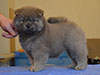 Chow-chow puppy cinnamon girl