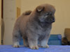 Chow-chow puppy cinnamon girl