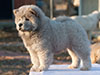 Chow-chow puppy cinnamon girl