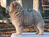 Chow-chow puppy cinnamon girl