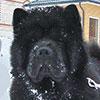 Black chow-chow smooth EL'ZHAMIN NIGHT BEAUTY