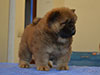 Chow-chow puppy red girl