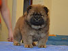 Chow-chow puppy red girl