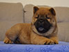 Chow-chow puppy red smooth boy