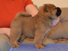 Chow-chow puppy red smooth boy