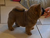 Chow-chow puppy red smooth boy