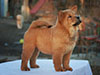 Chow-chow puppy red smooth girl