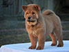 Chow-chow puppy red smooth girl