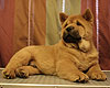 chow-chow puppy