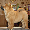 chow-chow puppy