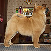 chow-chow puppy