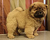 chow-chow puppy