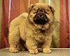 chow-chow puppy