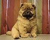 chow-chow puppy