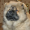 chow-chow puppy