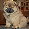 chow-chow puppy